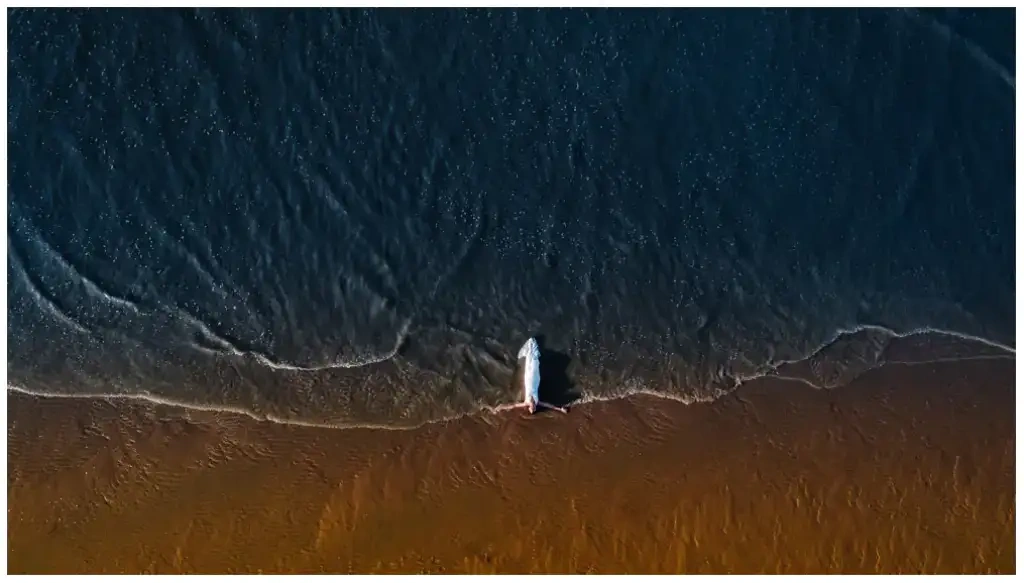 Vue aérienne d'une mariée en robe blanche marchant au bord de la mer.